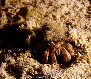 "Good Evening" - I found this little guy in the sand duri... by Samantha Morgan 